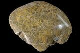 Polished Fossil Coral (Actinocyathus) Head - Morocco #159283-1